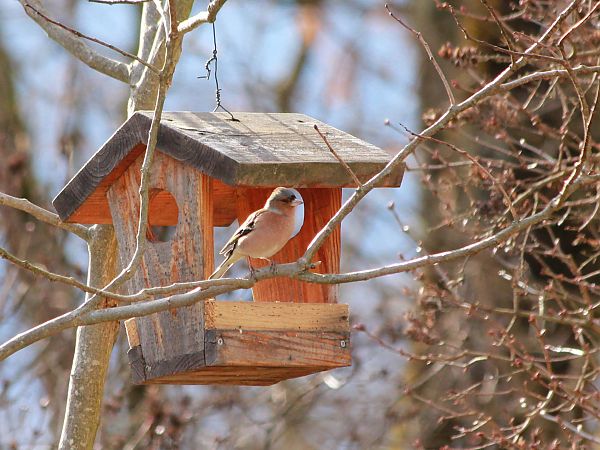 Pinson des arbres  - Annette Legrain