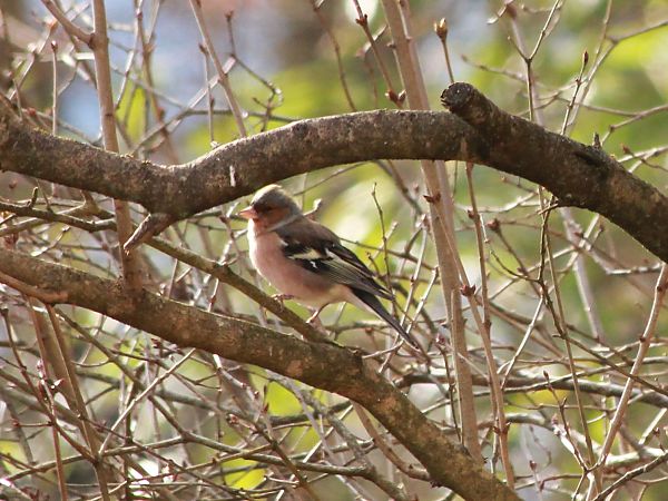 Pinson des arbres  - Annette Legrain