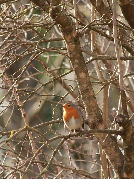 Rougegorge familier  - Annette Legrain