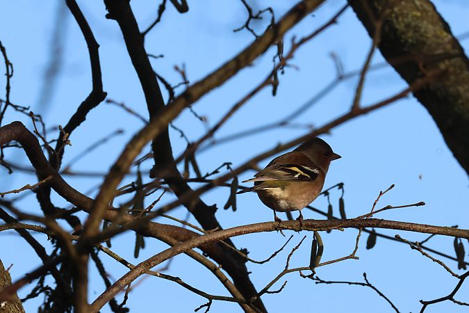 Pinson des arbres  - Marie-France Dochez Baralle