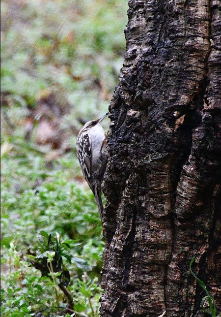 Grimpereau des jardins  - Christel Laurens