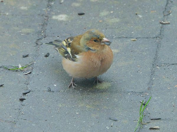 Pinson des arbres  - Veronique Lobjoie