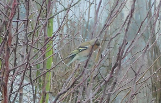 Pinson des arbres  - Veronique Lobjoie