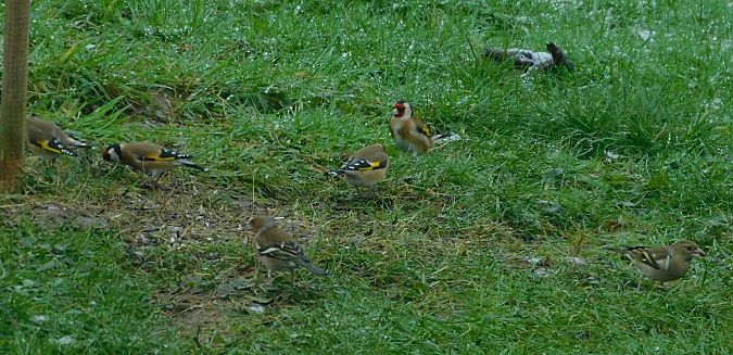Pinson des arbres  - Veronique Lobjoie