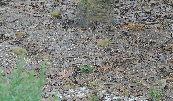 Pinson des arbres  - Veronique Lobjoie