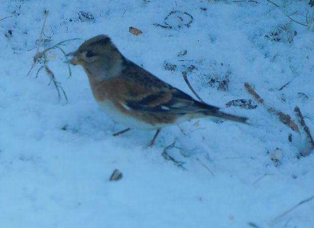Pinson du Nord  - Veronique Lobjoie