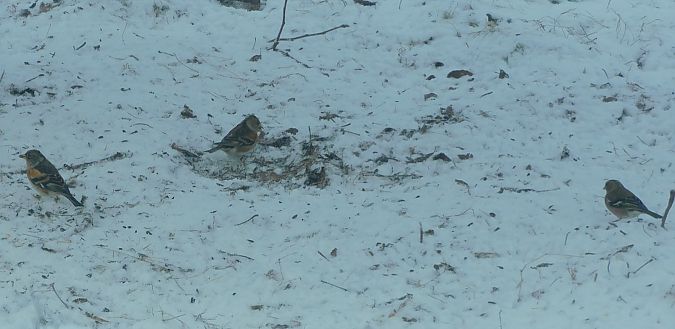Pinson du Nord  - Veronique Lobjoie