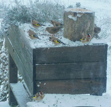 Chardonneret élégant  - Veronique Lobjoie