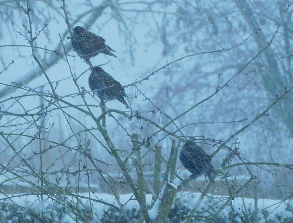 Étourneau sansonnet  - Veronique Lobjoie