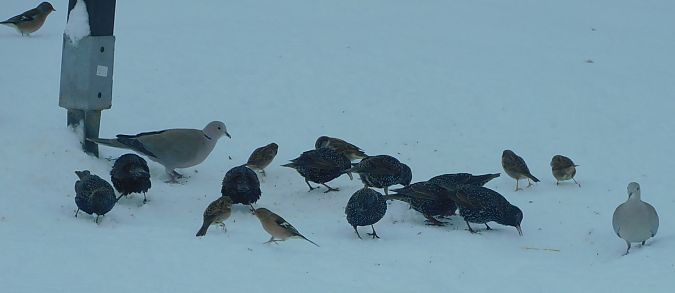 Étourneau sansonnet  - Veronique Lobjoie
