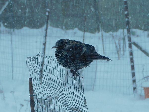 Étourneau sansonnet  - Veronique Lobjoie