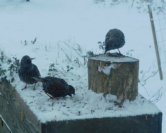 Étourneau sansonnet  - Veronique Lobjoie