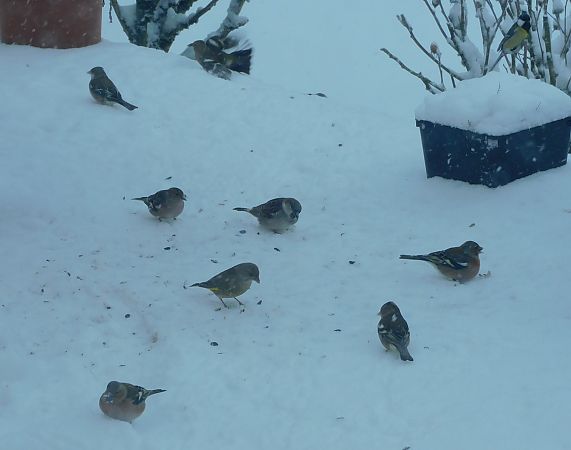Moineau domestique  - Veronique Lobjoie
