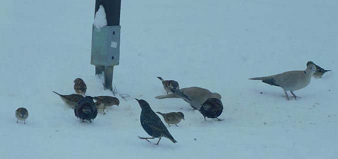 Moineau domestique  - Veronique Lobjoie