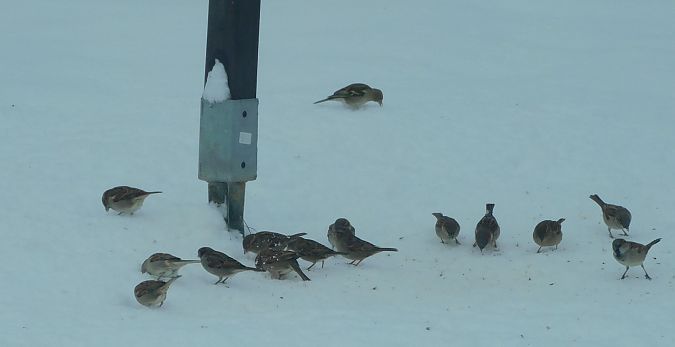 Moineau domestique  - Veronique Lobjoie