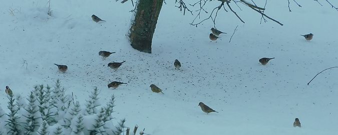 Verdier d'Europe  - Veronique Lobjoie