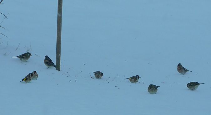 Chardonneret élégant  - Veronique Lobjoie
