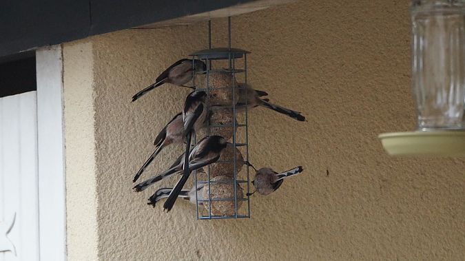 Mésange à longue queue  - Monique Gouin