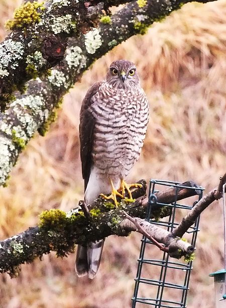 Épervier d'Europe  - Patrick Quercy