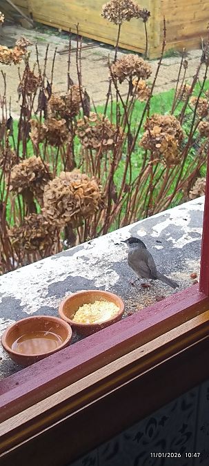 Fauvette à tête noire  - Thierry Jeffredo