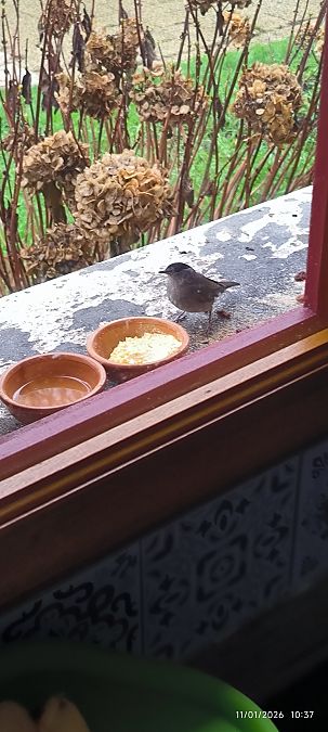 Fauvette à tête noire  - Thierry Jeffredo