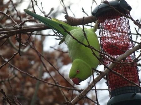 Perruche à collier  - Sandra Goriaux