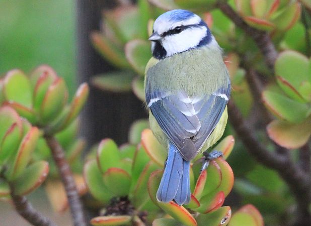 Mésange bleue  - François Aubert