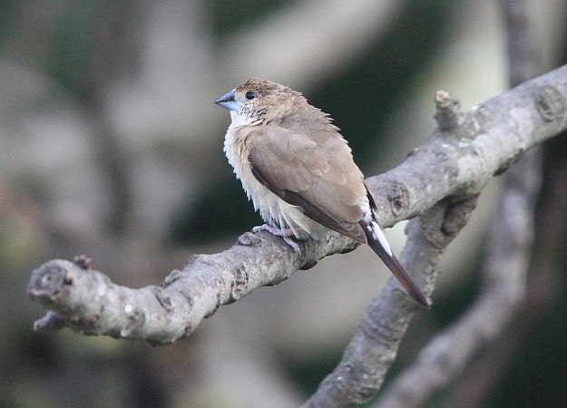 Capucin bec-de-plomb  - François Aubert