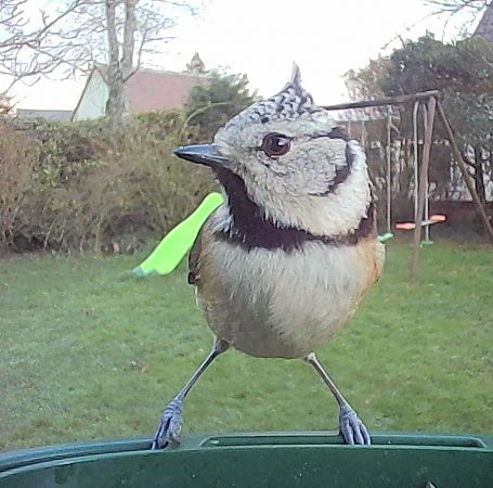Mésange huppée  - Michel Larmuzeaux