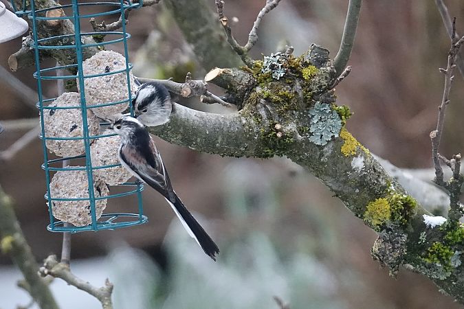 Mésange à longue queue  - Remy Simon