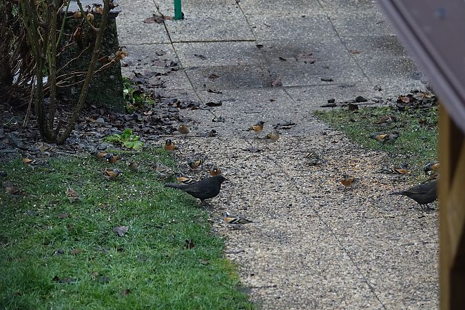 Pinson du Nord  - Remy Simon