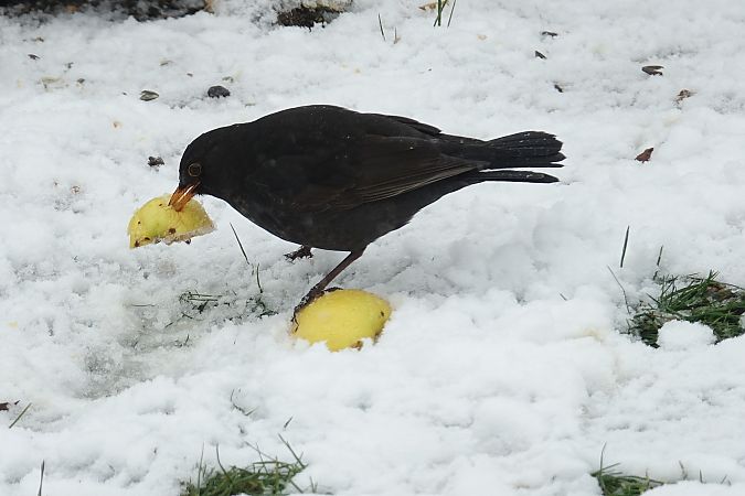 Merle noir  - Remy Simon