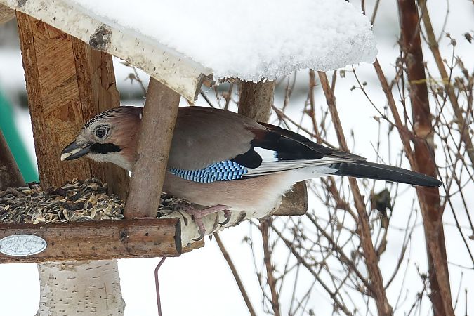 Geai des chênes  - Remy Simon