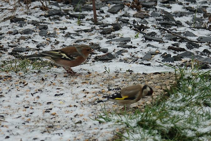 Pinson des arbres  - Remy Simon