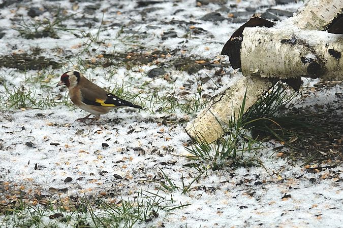 Chardonneret élégant  - Remy Simon