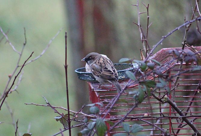 Moineau domestique  - Dahuron Aurélie