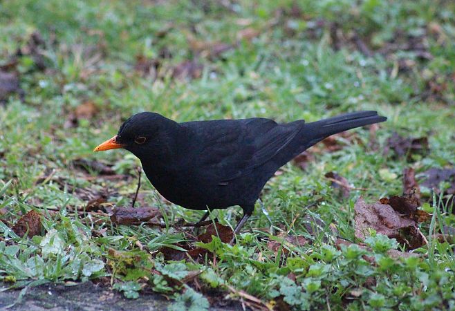 Merle noir  - Dahuron Aurélie