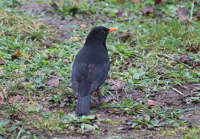 Merle noir  - Dahuron Aurélie