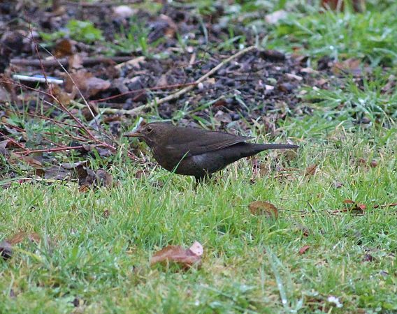 Merle noir  - Dahuron Aurélie