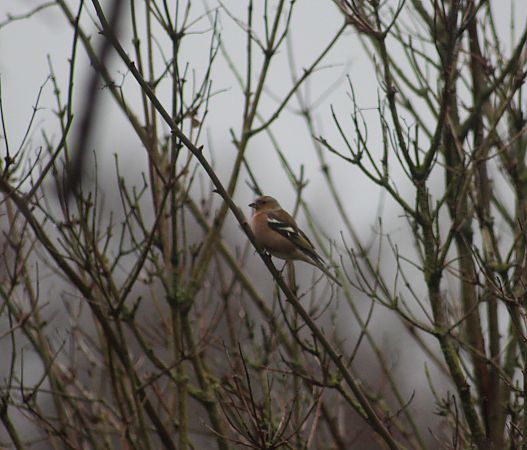 Pinson des arbres  - Dahuron Aurélie
