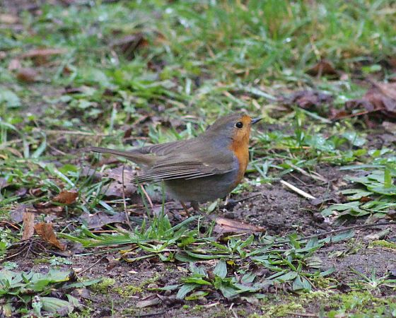 Rougegorge familier  - Dahuron Aurélie