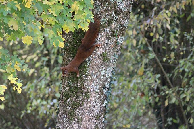 Ecureuil roux  - Dahuron Aurélie