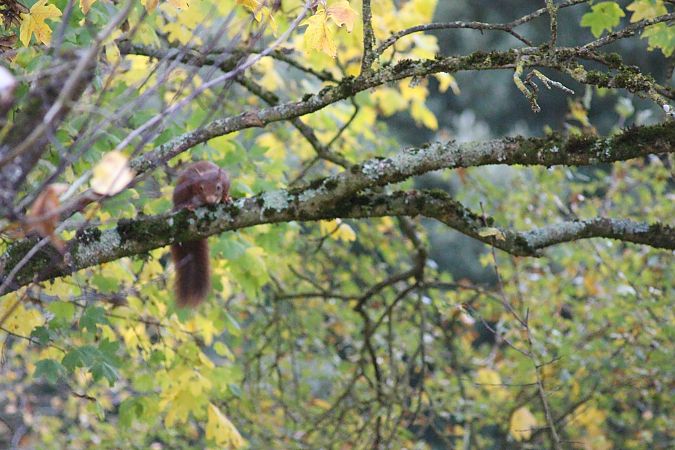 Ecureuil roux  - Dahuron Aurélie