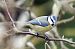 Mésange bleue (Cyanistes caeruleus) © Ptite Chouette