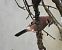 Geai des chênes (Garrulus glandarius) © Annie Plumere