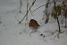 Rougegorge familier (Erithacus rubecula) © auteur non diffusé