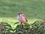 Moineau domestique (Passer domesticus) © Nadine Percheron