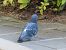 Pigeon biset domestique  - Nadine Percheron