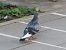 Pigeon biset domestique  - Nadine Percheron