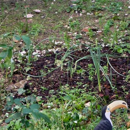 Pinson des arbres  - Marc Chabanon